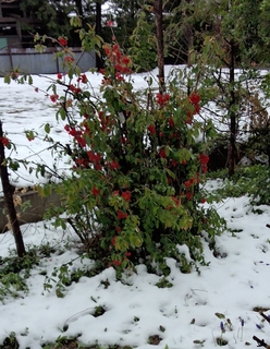 2013-04-21 12.54.39-crop.jpg